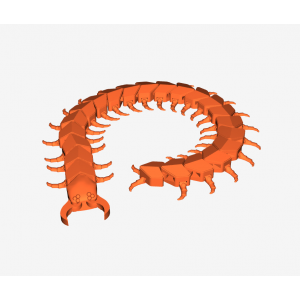 Scolopendra